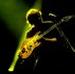 Phish