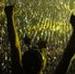 Phish